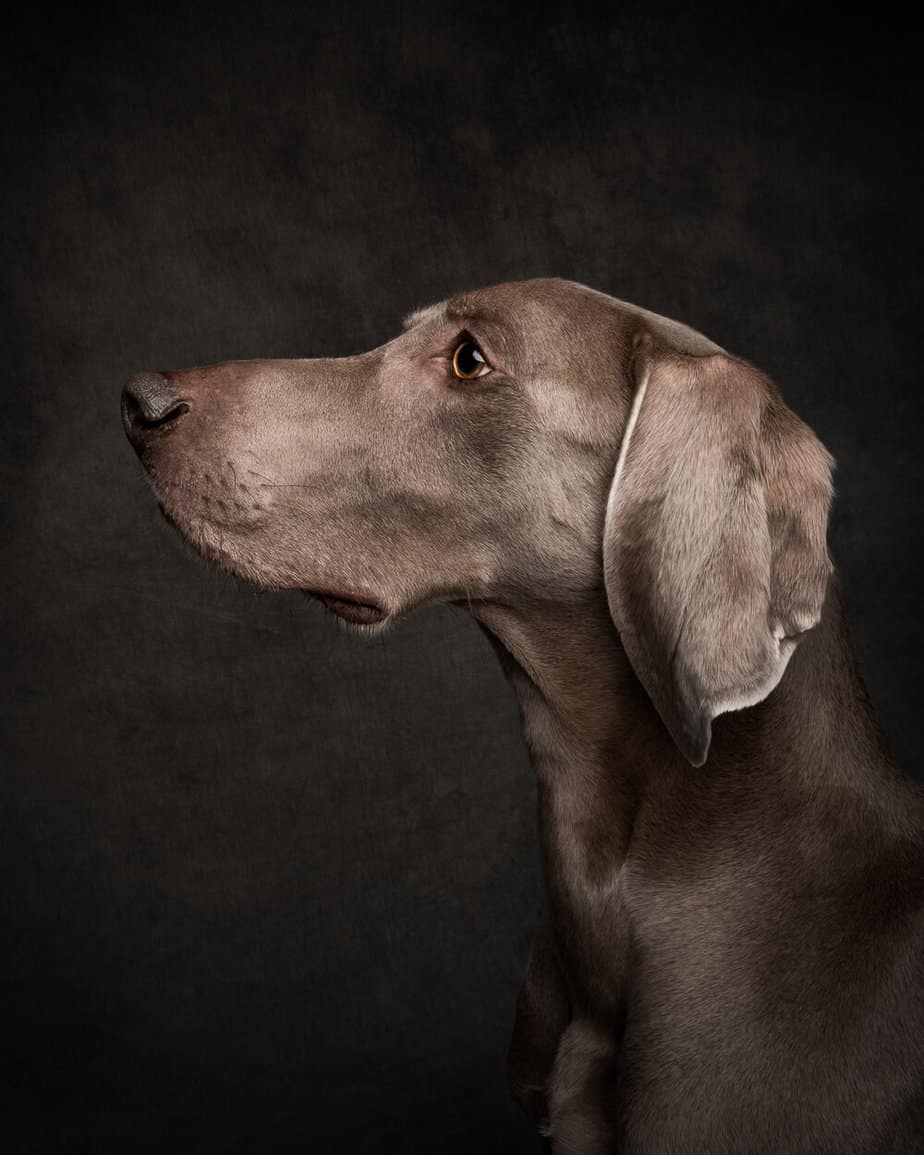 Vancouver dog photographer list - photo of dog (portrait-style)