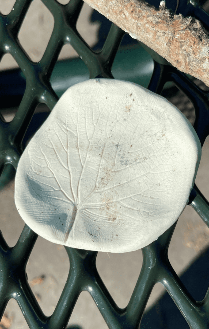Leaf imprint in clay 1
