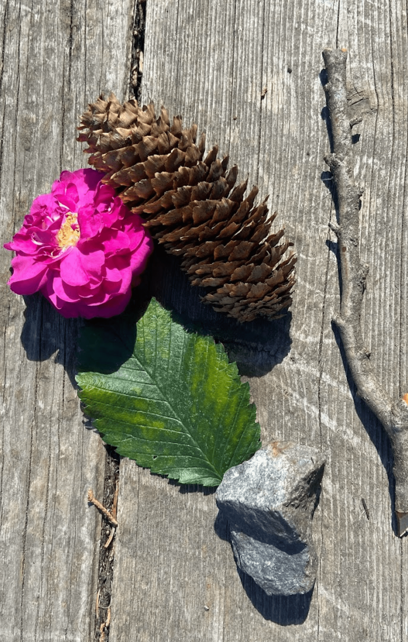 A pink rose, a pinecone, a green leaf, a rock and a twig on a wooden backdrop.