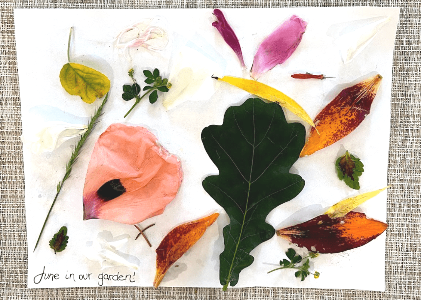 Nature collage with summer flower petals and leaves.